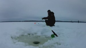 ПОСТАВУШКИ НА СУДАКА СНОВА ВЫРУЧАЮТ.ЛОВЛЯ СУДАКА НА ТЮЛЬКУ.р.ВОЛГА.
