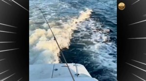 Погоня Дельфинов 🐬🐬🐬