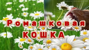 1 марта день кошек. РОМАШКОВАЯ КОШКА, песенка про кошку