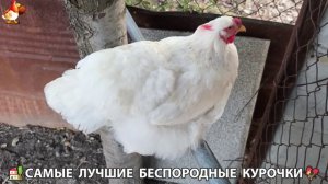 Цыплята и Курочки селяночки лучшие беспородные несушки 🥚 (441)