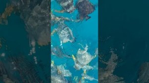 Мальдивы, снорклинг