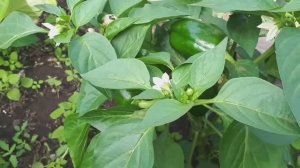 2245.  Пасынкую гибриды перца ,июнь 2020 г.