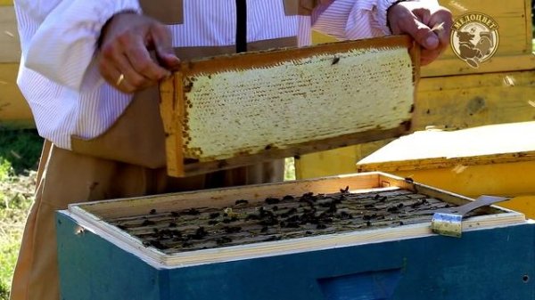 Заводите люди пчёл.mp4