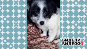 Звезда интернета. Видели видео? Фрагмент выпуска от 15.02.2026