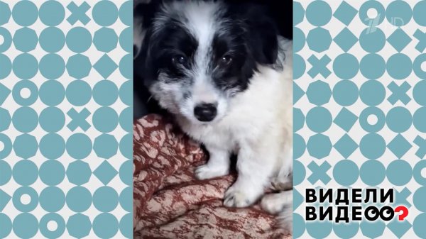 Звезда интернета. Видели видео? Фрагмент выпуска от 15.02.2026