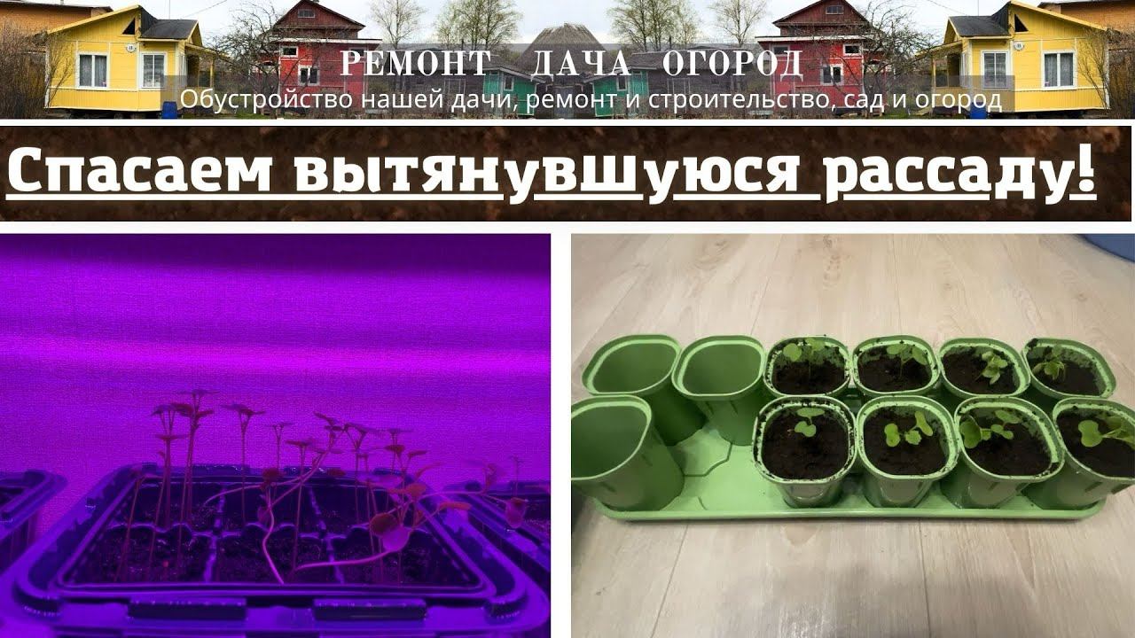 Спасаем вытянувшуюся рассаду! Рассада капусты брокколи. Пересадка рассады!