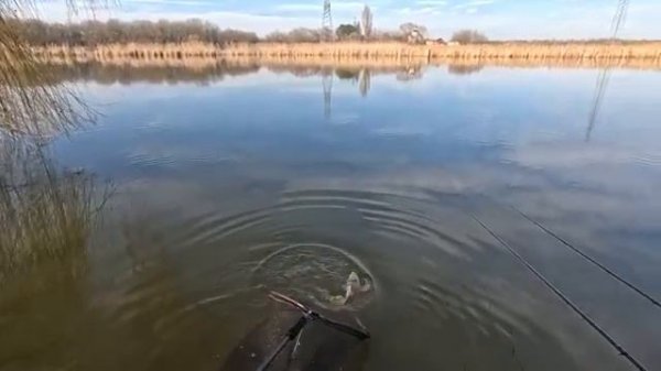 Рыбалка на карпа, открытие 2025 кормушка флэт фидер