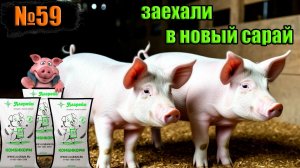 №59 Еще у двух свинок новоселье / опорос свиноматки дюрок /  приобрел корма