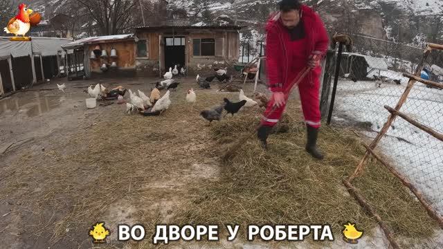 Содержание кур в домашних условиях и других птиц во дворе у Роберта 🐣🐤🦆🐔🪿🦃 (419) смотреть онлайн