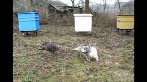 СЕЛЬСКИЙ МОТИВ  (25)