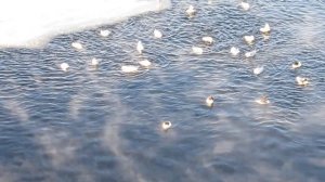 Морозное утро на Неве. Температура -20.  Февраль 2026.