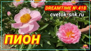 Гибрид "DREAMTIME"/Сад Ворошиловой