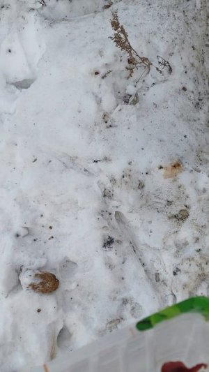 Отдал мясо для кошек бродячих / 15. 02. 2026