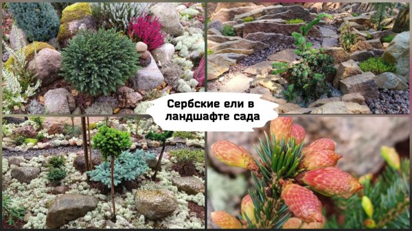 Сербские ели в ландшафте сада.