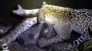 В Это Трудно Поверить, но Эти Случаи с Животными Сняли на Камеру