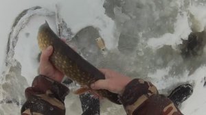 Открытие сезона.Зимняя  рыбалка на Селигере-щука на крюки