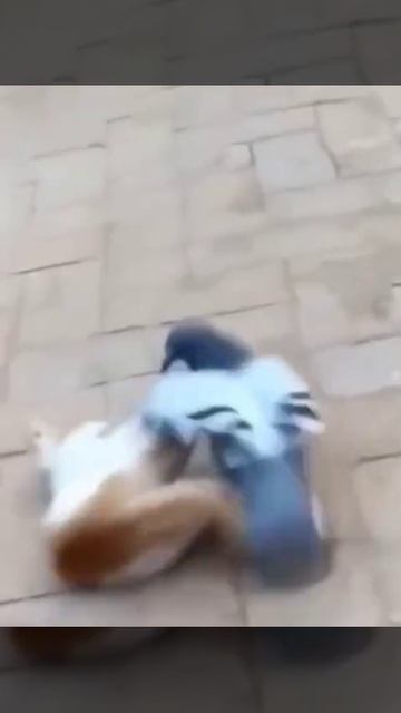 Дагестанский голубь 😱