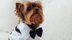 Такое сердце не бывает злым...  (Пёс) стихи И. Самарина-Лабиринт, музыка и исполнение А. Михайлов