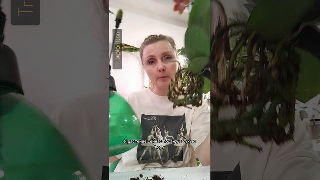 Пересадка Орхидеи Фаленопсис — как пересаживать? во что посадить? что делать с гнилыми корнями?