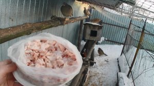 Натуральный премикс и БМВД для скотины. Телятина на корм форели, фазанам, курам, уткам и свиньям.