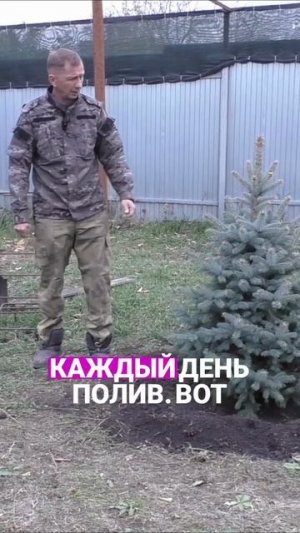 Ель голубая  приживётся на 100% Три условия Спасибо,что вы с нами!