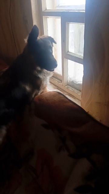 Зачи подглядывать в окно за кошками смотреть онлайн