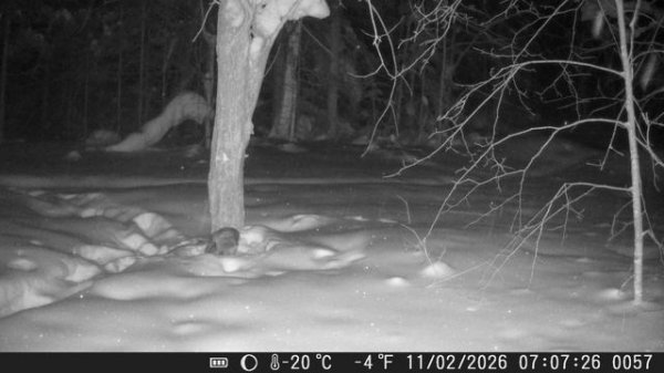 Се́рая нея́сыть[1], или обыкнове́нная нея́сыть[2] (лат. Strix aluco)

Подвид
Strix aluco sibiriae De