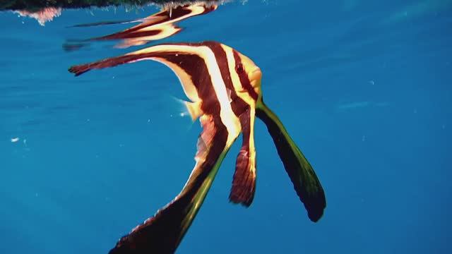 Платаксы.Очаровашки с янтарными глазенками.Красное море. Макади. Бухта Шарм-Эль-Араб. Декабрь 2025.