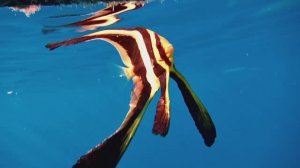 Платаксы.Очаровашки с янтарными глазенками.Красное море. Макади. Бухта Шарм-Эль-Араб. Декабрь 2025.