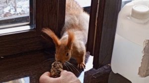 угощает директора