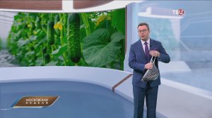 Москвичей возмутили цены на свежие огурцы: начато расследование