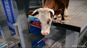 Олимпийский игры в Милане.