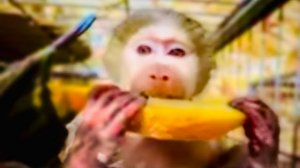 Только Степашка знает КАК ПРАВИЛЬНО разделить сладкую дыню между обезьянами)))