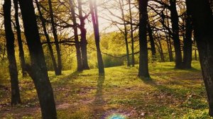 Лес, опушка.