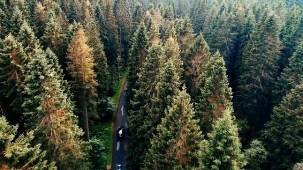 Прогулка по лесу - Природа 4K Ultra HD · Полное погружение в дикую природу.