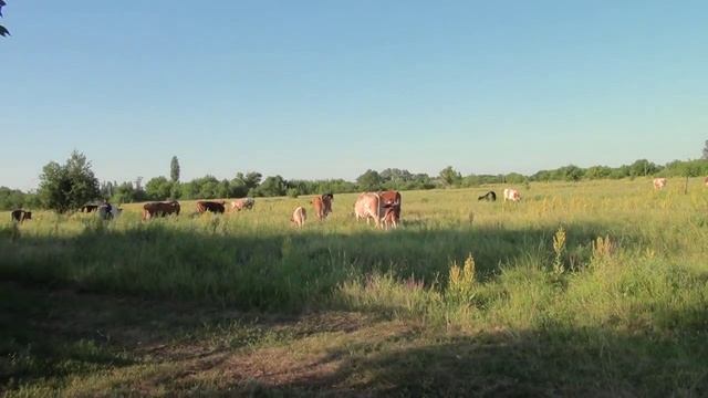 СЕЛЬСКИЙ МОТИВ  (24) (нарезка на меодию ЭСТРАДНЫЙ ОРКЕСТР)