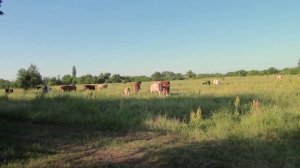 СЕЛЬСКИЙ МОТИВ  (24) (нарезка на меодию ЭСТРАДНЫЙ ОРКЕСТР)