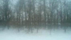 ПРИРОДА MOV00404 10 декабря 2008 г