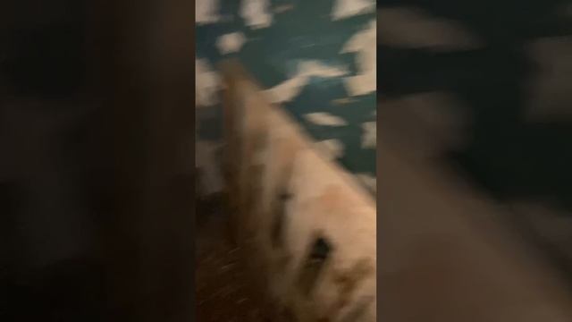 Одно из последних видео усадьбы Медемов в пос.Северный….