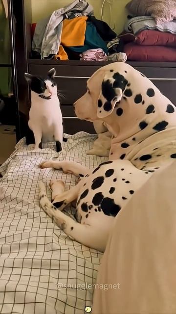 Коты задиры.