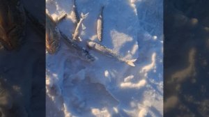 Ловля корюшки на Финском заливе , обзор мормышек 14.02.2026 Шелест.