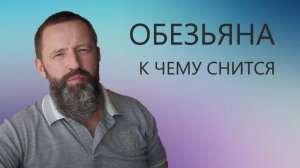 ОБЕЗЬЯНА. К чему снится Обезьяна.