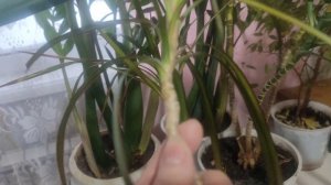 Очередной эксперимент. 
Или как я обошлась с драценой.