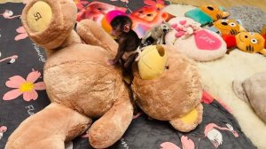 У Николь появился ОГРОМНЫЙ МЕДВЕДЬ, но она даже его НЕ БОИТСЯ❤️