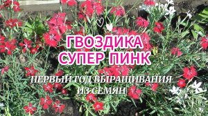 Гвоздика Супер Пинк. Первый год выращивания из семян