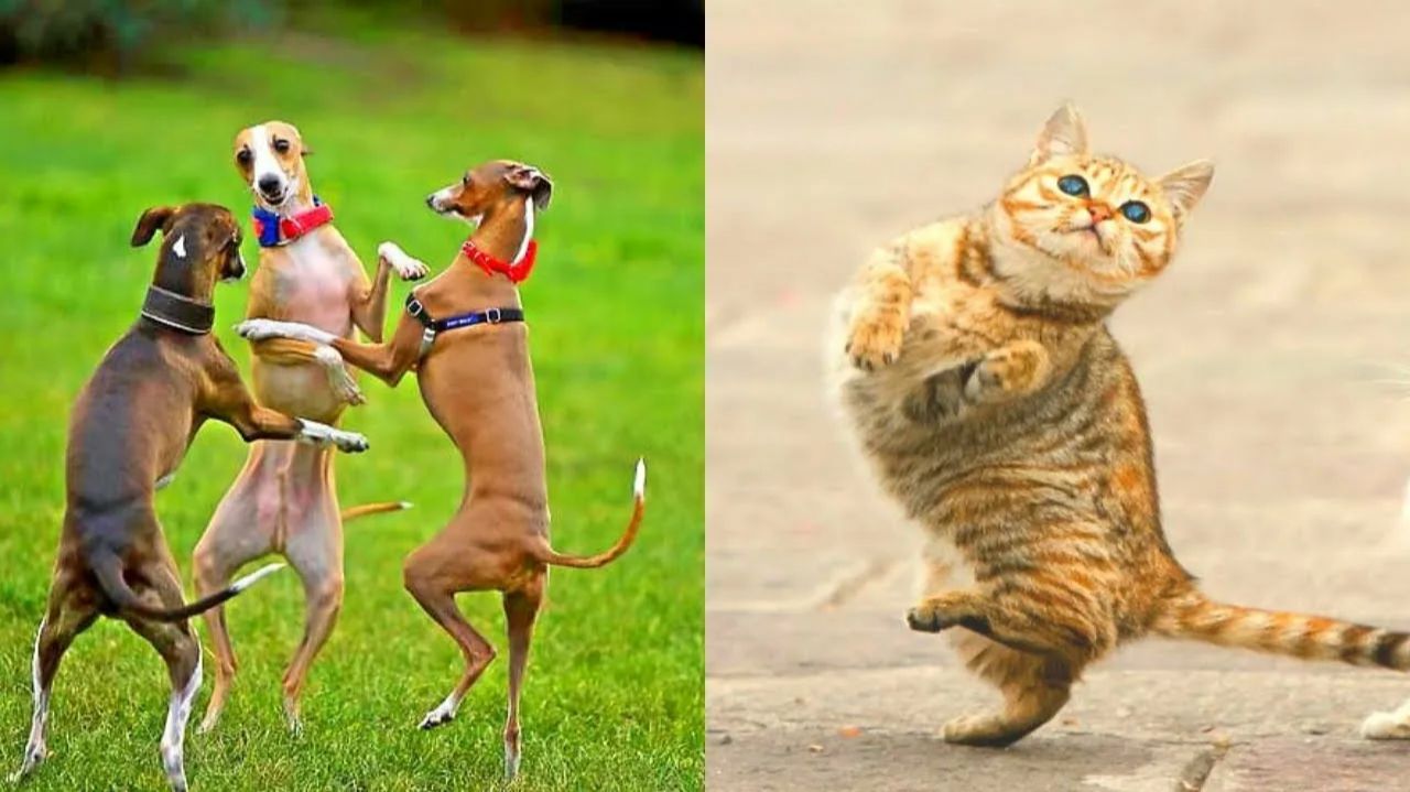 Смешные и забавные животные 😻😺 Лучшие приколы с животными 🐶 Подборка забавных животных