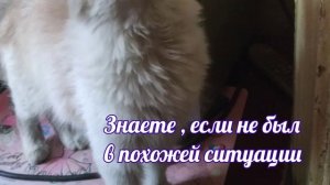 Любимые Котики