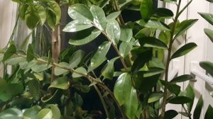 О неё, о Бытие земном...