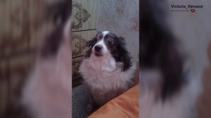 Смешные собаки! Очень смешные! #собаки