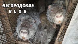 Охота на сбежавшую НУТРИЮ. 11.02.26